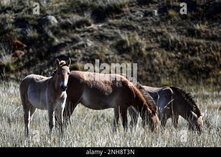 The Przewalski’s horse (Equus ferus przewalskii), also known as “takhi” in Mongolian, is considered to be the last and only remaining wild horse speci Stock Photo