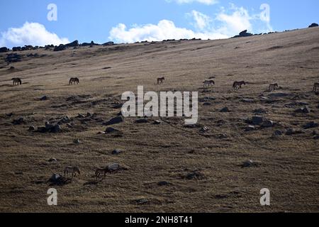 The Przewalski’s horse (Equus ferus przewalskii), also known as “takhi” in Mongolian, is considered to be the last and only remaining wild horse speci Stock Photo