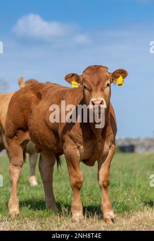 Pedigree Limousin beef calves, part of a herd near Slaidburn in the Forest of Bowland, Lancashire, UK. Stock Photo