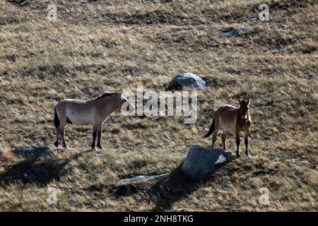 The Przewalski’s horse (Equus ferus przewalskii), also known as “takhi” in Mongolian, is considered to be the last and only remaining wild horse speci Stock Photo