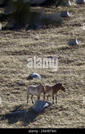 The Przewalski’s horse (Equus ferus przewalskii), also known as “takhi” in Mongolian, is considered to be the last and only remaining wild horse speci Stock Photo