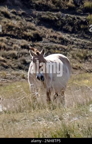 The Przewalski’s horse (Equus ferus przewalskii), also known as “takhi” in Mongolian, is considered to be the last and only remaining wild horse speci Stock Photo