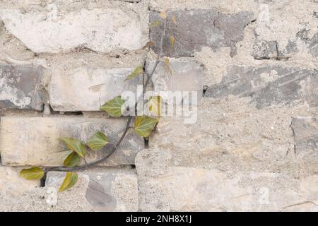 ivy branch on the wall Stock Photo
