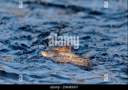 Eurasian Otter (Lutra lutra) swimming ashore in river Tweed with newly caught salmon, Scottish Borders, Scotland, January 2011. Stock Photo