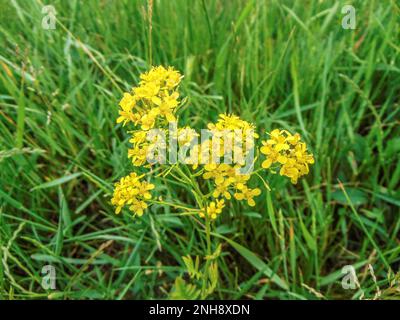 Austrian Yellow-cress (Rorippa austriaca) flower Stock Photo