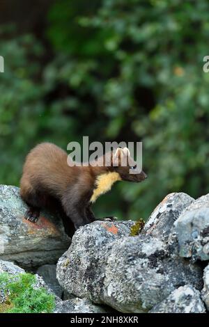 Pine Marten (Martes martes) juvenile attracted to peanuts left for red squirrels on old drystone wall on the Aigas Estate, Inverness-shire, Scotland Stock Photo