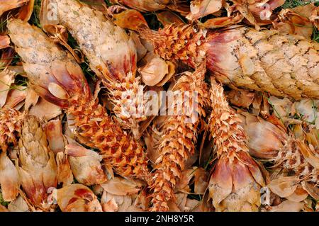 Red Squirrel (Sciurus vulgaris) remains of spruce cones left by red squirrel after being stripped for their seeds, woodland, Perthshire, Scotland Stock Photo