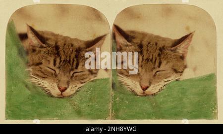 Sleeping cat, photographed in England in the 1870s by William H. Mason. Hand-colored albumen silver print. Stock Photo