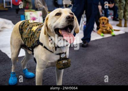 220727-N-UD000-1200 NORFOLK NAVAL STATION (July 27, 2022) Chief Hospital Corpsman Sully, emotional support dog to former President George H.W. Bush, visits the Nimitz-class aircraft carrier USS George H.W. Bush (CVN 77) July 27, 2022. George H.W. Bush provides the national command authority flexible, tailorable warfighting capability as the flagship of a carrier strike group that maintains maritime stability and security to ensure access, deter aggression and defend U.S., allied and partner interests. Stock Photo