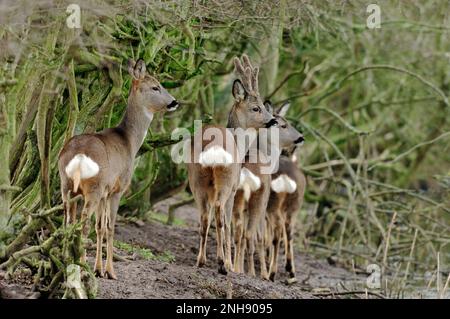 Roe Deer (Capreolus capreolus) family group beside hedgerow at edge of field, Perthshire, Scotland, March 2008 Stock Photo
