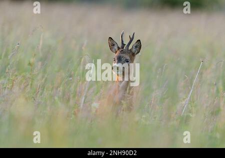 Roe Deer (Capreolus capreolus) male roebuck in early evening in grassland habitat, Aberlady Bay, Firth of Forth, East Lothian, Scotland Stock Photo