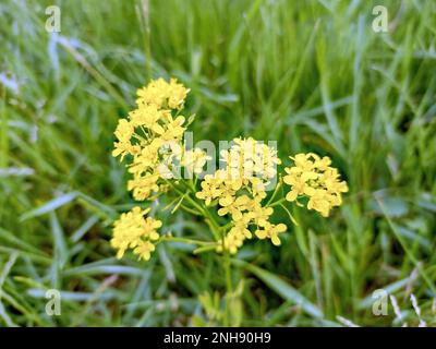 Austrian Yellow-cress flower in spring Stock Photo