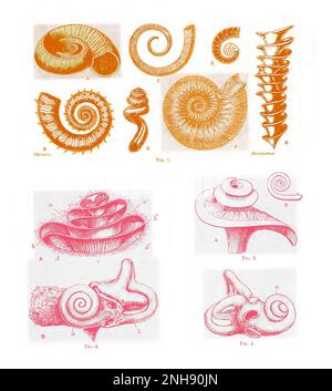 Illustration of spiral shell formations (Figure 1), including: (1A) Euomphalus pentangulatus; (1B) Crioceras emeriri; (1C) Ecculiomphalus distans; (1D) Siliquaria anguina; (1F) Stephanoceras humphresianum ammonite; and (1G) Axis of Archimedes wortheri, and their resemblance to similar spiral formations in portions of the human inner ear (Figures 2, 3, 4), including: (2A) cochlea; (2B) osseous labyrinth of left internal ear seen from without; (3) laminae of cochlea; and (4) bony labyrinth of right internal ear of child. From Design in Nature by J. Bell Pettigrew, 1908. Colorized. Stock Photo
