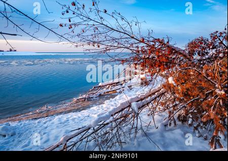 Tree trunks on the riverbank after storm. Driftwood and uprooted trees on Lielupe coast at Baltic sea.  Fallen trees covered with icicles during freez Stock Photo