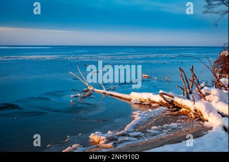 Tree trunks on the riverbank after storm. Driftwood and uprooted trees on Lielupe coast at Baltic sea.  Fallen trees covered with icicles during freez Stock Photo