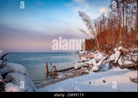 Tree trunks on the riverbank after storm. Driftwood and uprooted trees on Lielupe coast at Baltic sea.  Fallen trees covered with icicles during freez Stock Photo