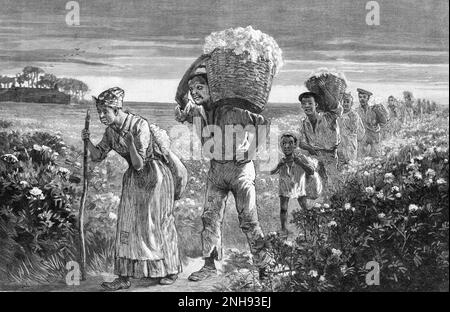 Black laborers bringing cotton in from the field in Alabama, 1880s. Illustration by Matthew Somerville Morgan (1839-1890), 1887. Stock Photo