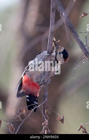 Syrian Woodpecker (Dendrocopos syriacus) Bulgaria BG September 2019 Stock Photo