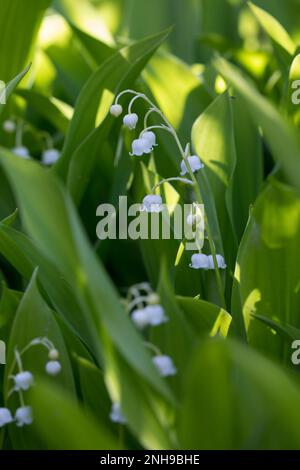 Maiglöckchen, Gewöhnliches Maiglöckchen, Mai-Glöckchen, Convallaria majalis, Life-of-the-Valley, Lily of the valley, Muguet, muguet de mai Stock Photo