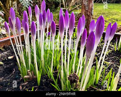 Early Crocus, Crocus Tommasinianus, flowering in garden setting Stock Photo