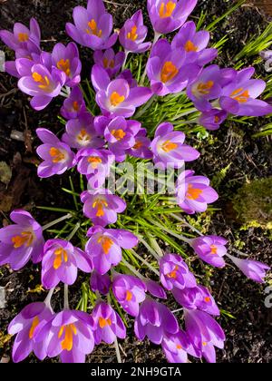 Early Crocus, Crocus Tommasinianus, flowering in garden setting Stock Photo