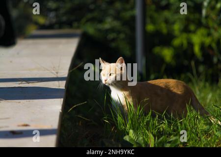 Ginger Tabby Cat exploring in the green grass Stock Photo