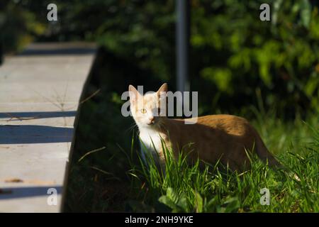 Ginger Tabby Cat exploring in the green grass Stock Photo