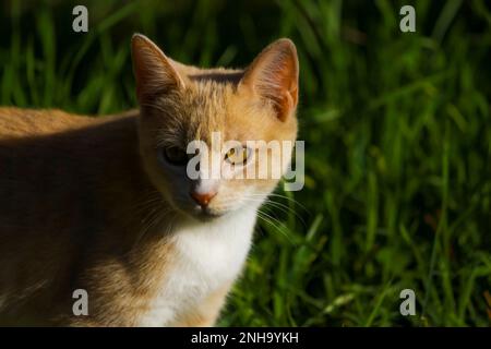 Ginger Tabby Cat exploring in the green grass Stock Photo