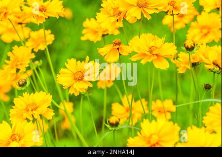 Field of wild coreopsis flowers in June, west Michigan, USA. Stock Photo