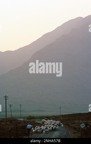 Scotland. Highlands. Farmer on country road with flock of sheep. Stock Photo
