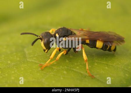 Closeup on a ornate tailed digger wasp, Cerceris rybyensis sitting on a green leaf in the garden Stock Photo
