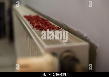 Drying rose hips on the radiator. Stock Photo