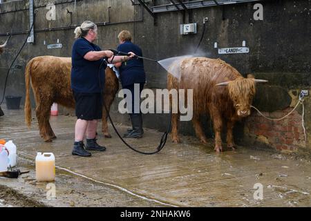 Females standing, washing, hosing, cleaning animals (soaked Highland cows) using power water-spray - Great Yorkshire Show 2022, Harrogate England, UK. Stock Photo