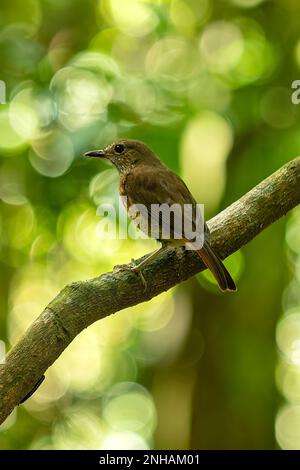 Female Forest Rock Thrush, Monticola sharpei in Montagne D'Ambre National Park Stock Photo