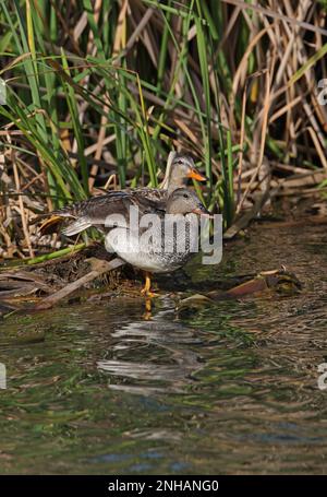 Gadwall (Anas strepera) pair standing at waters edge, male stretching  Algarve, Portugal           April Stock Photo