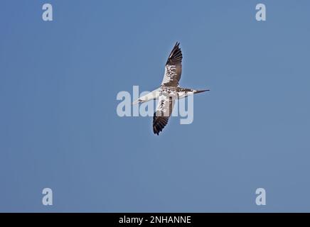 Northern Gannet (Morus bassanus) sub-adult in flight  Algarve, Portugal          April Stock Photo