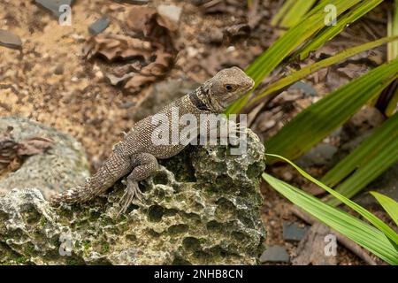 Cuvier's Madagascar Swift, Oplurus cuvieri in Lemuria Sanctuary, Nosy Be Stock Photo