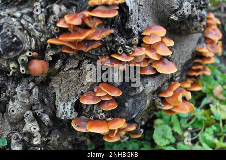 Flammulina velutipes winter mushrooms growing in the wild on an old tree trunk Stock Photo