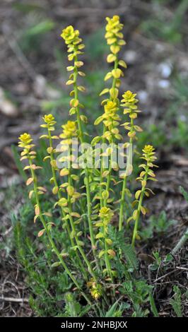 In the wild, cypress milkweed infected with the fungus Uromyces pisi-sativi Stock Photo