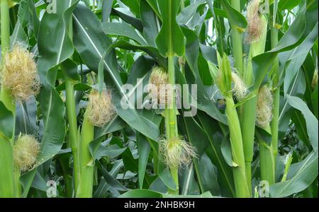 In the summer on a young stalk of corn ripens cob Stock Photo