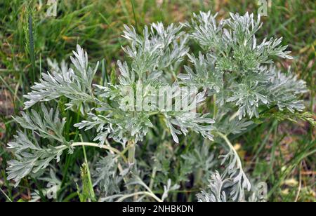 Bitter wormwood (Artemisia absinthium) bush grows in the wild Stock Photo -  Alamy