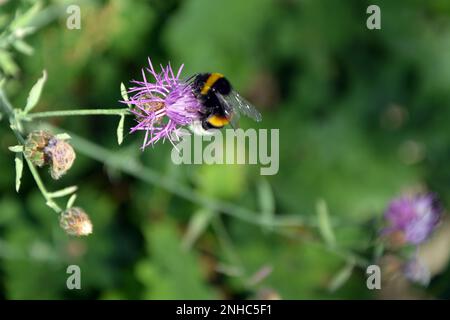 Closeup of a large earth bumblebee (Bombus terrestris) on a light purple meadow thistle flower on a sunny summer day. Stock Photo