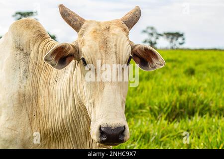 Goiania, Goias, Brazil – February 21, 2023: An ox in the foreground with blurred landscape in the background. Stock Photo