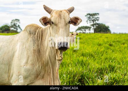 Goiania, Goias, Brazil – February 21, 2023: An ox in the foreground with another one out of focus in the background. Stock Photo