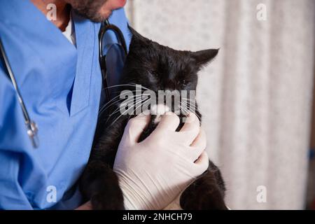 Cat being held by a veterinarian during a medical examination. Stock Photo