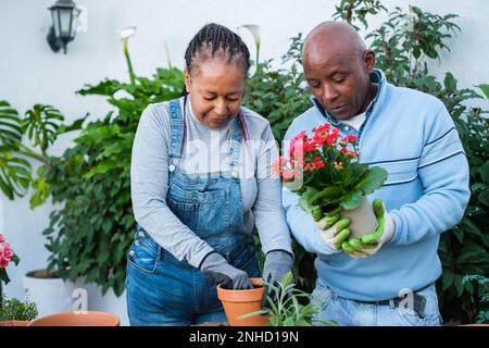 Senior man and woman doing gardening together outdoors and transplanting the plants. Concept: DIY, gardening, entertainment Stock Photo