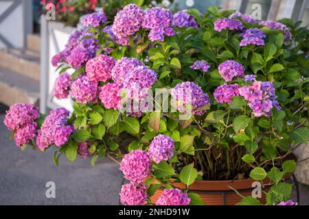 Large flowering bush of pink hydrangea in a flower pot near the entrance to the house Stock Photo