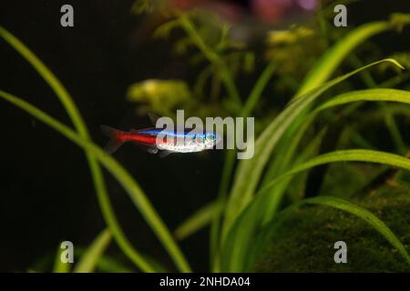 Neon innesa aquarium fish on a background of green plants Stock Photo
