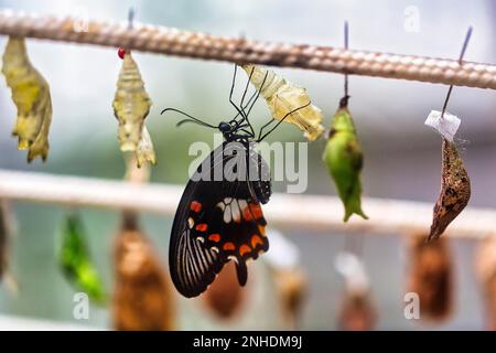 Common mormon (papilio polytes), freshly hatched, butterfly pupae, captive Stock Photo