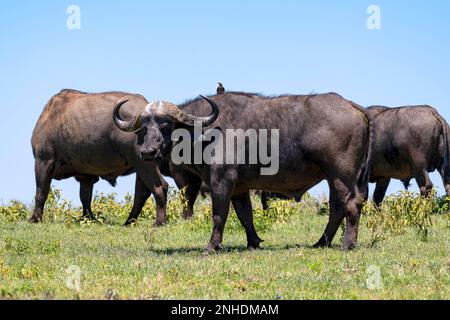 Cape buffalo, also known as black buffalo, African buffalo (Syncerus caffer) or steppe buffalo, red-billed oxpecker (Buphagus erythrorhynchus) Stock Photo